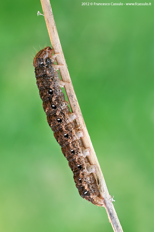 Aiuto identificazione bruco